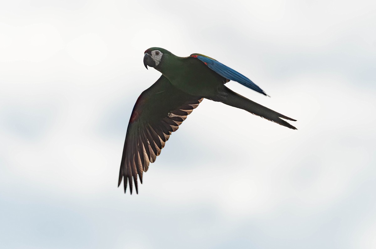 Chestnut-fronted Macaw - ML639803645