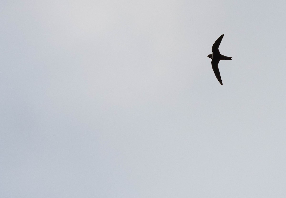 White-collared Swift - ML639803650