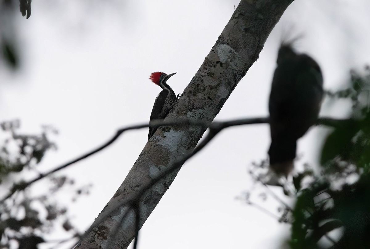 Lineated Woodpecker - ML639803652