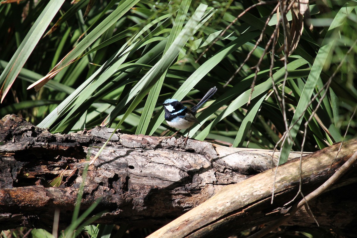 modropláštník nádherný - ML639803665