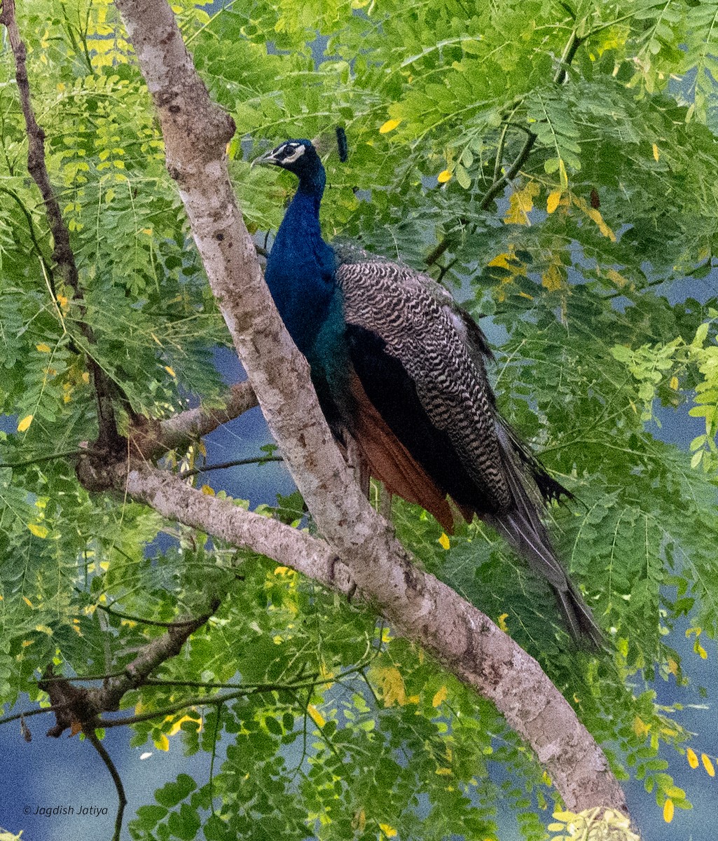 Indian Peafowl - ML639803711