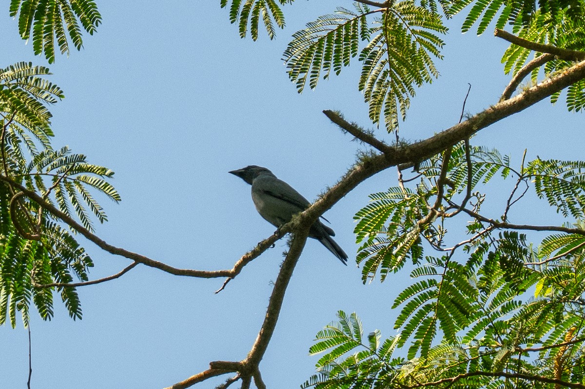 Wallacean Cuckooshrike (Timor) - ML639803729