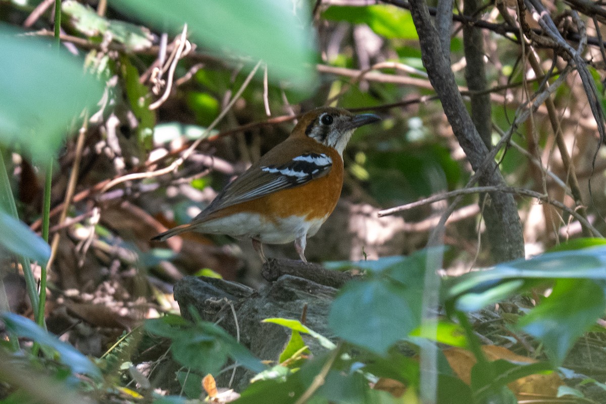 Orange-banded Thrush - ML639803749