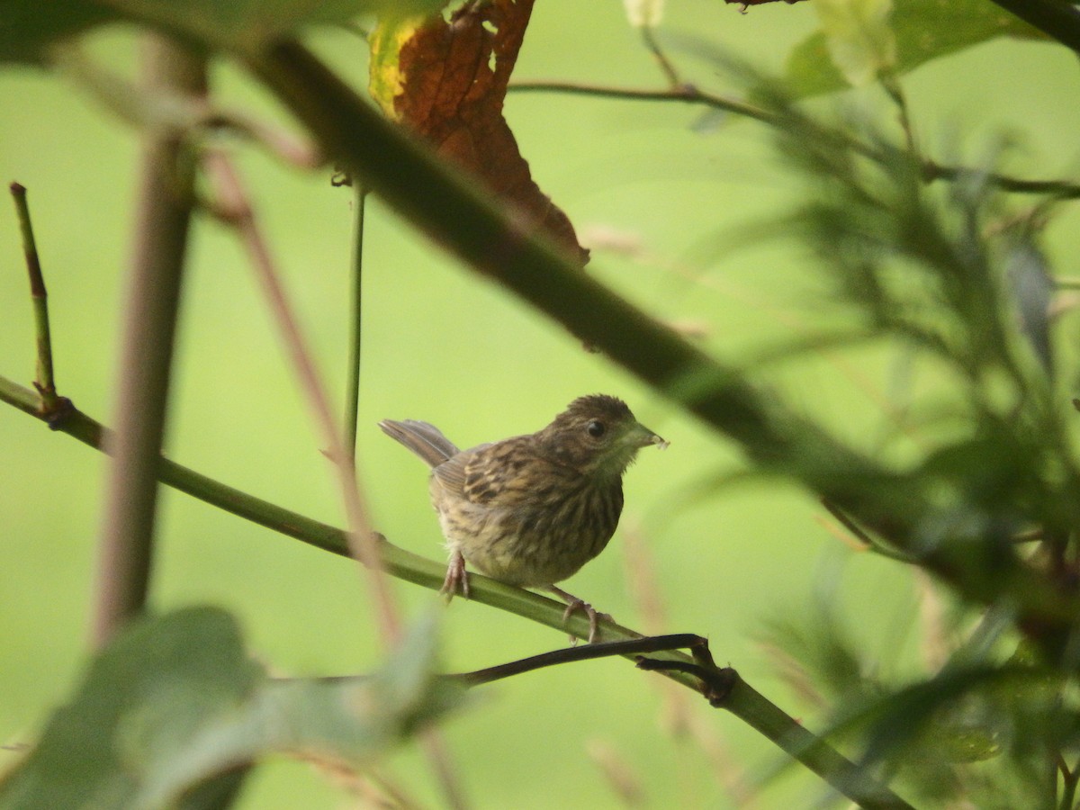 Masked Bunting - ML639803752