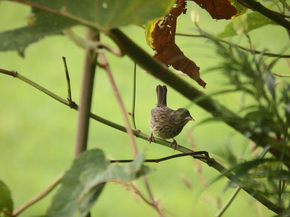 Masked Bunting - ML639803753