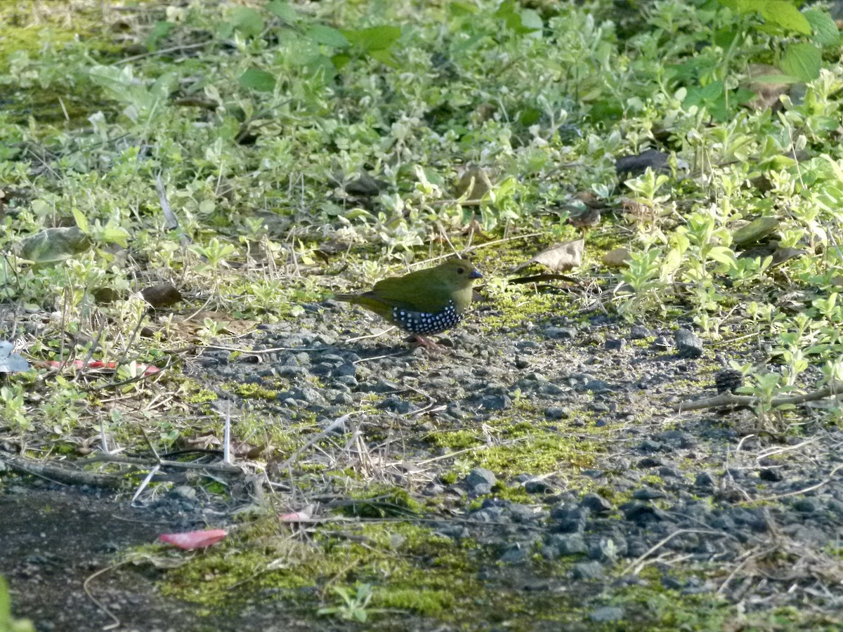 Estrilda Verde - ML639803786