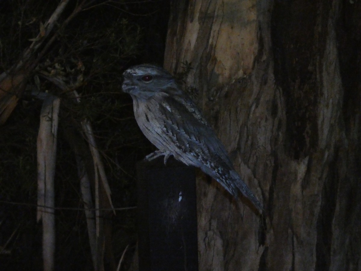 Tawny Frogmouth - ML639803788