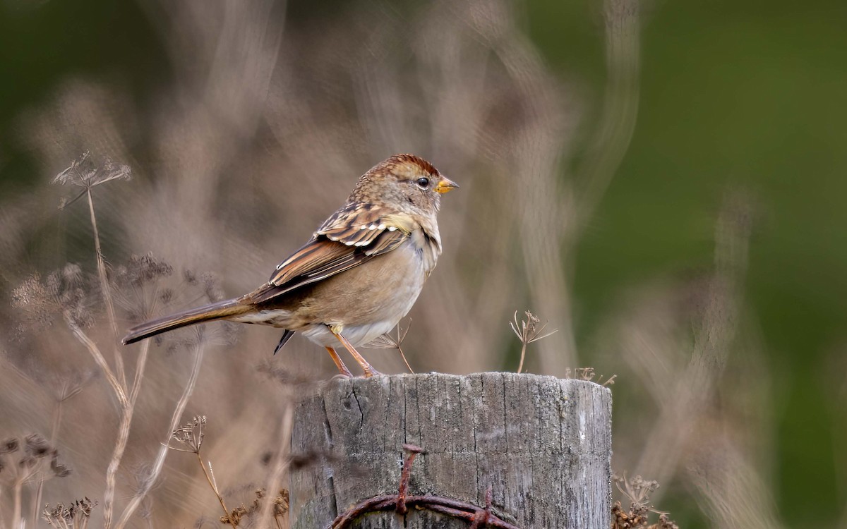 White-crowned Sparrow - ML639803898