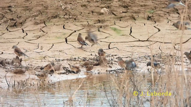 Eurasian Linnet - ML639803917