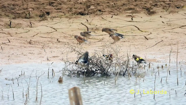 Eurasian Linnet - ML639803918