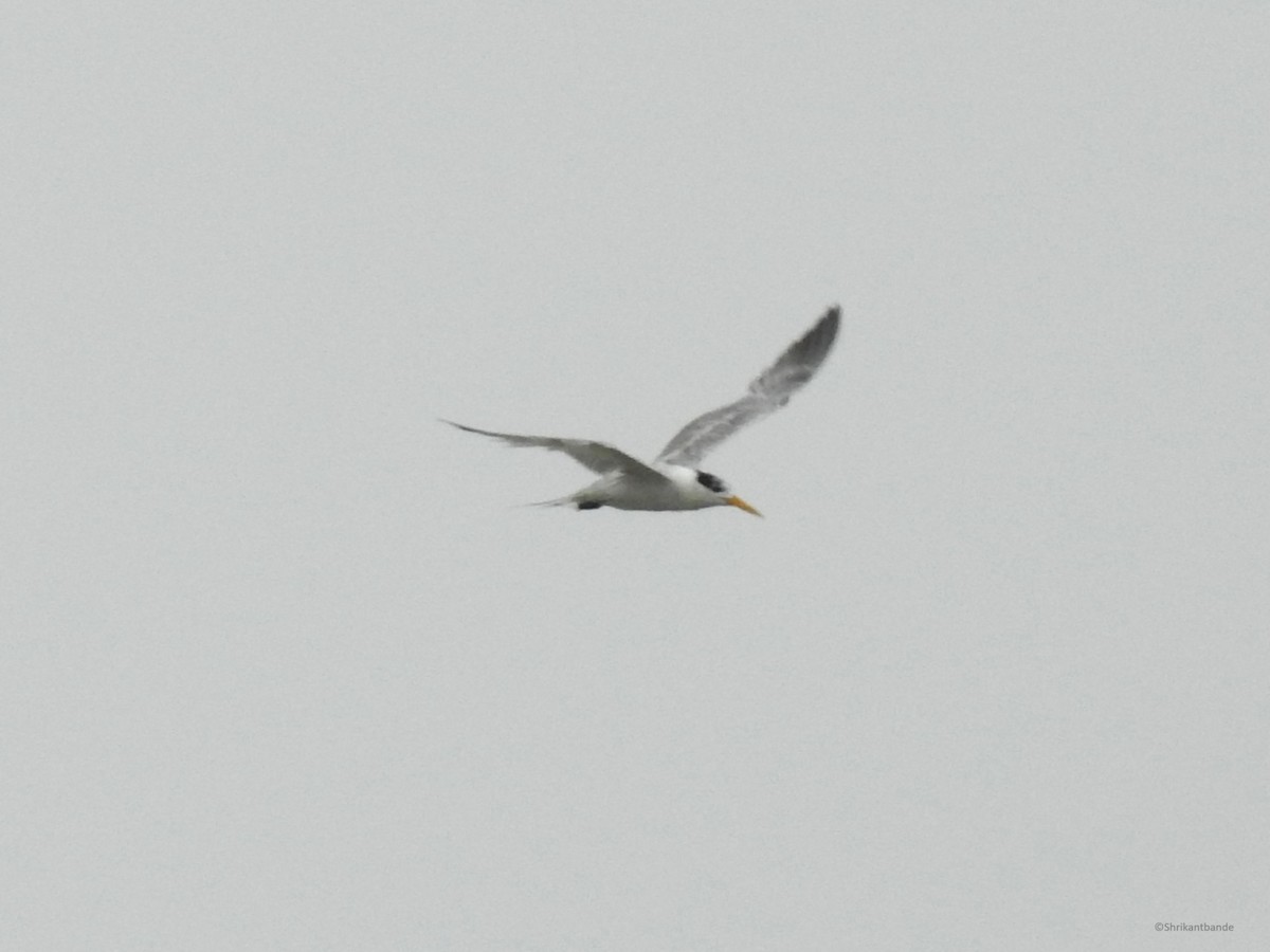 Lesser Crested Tern - ML639803934