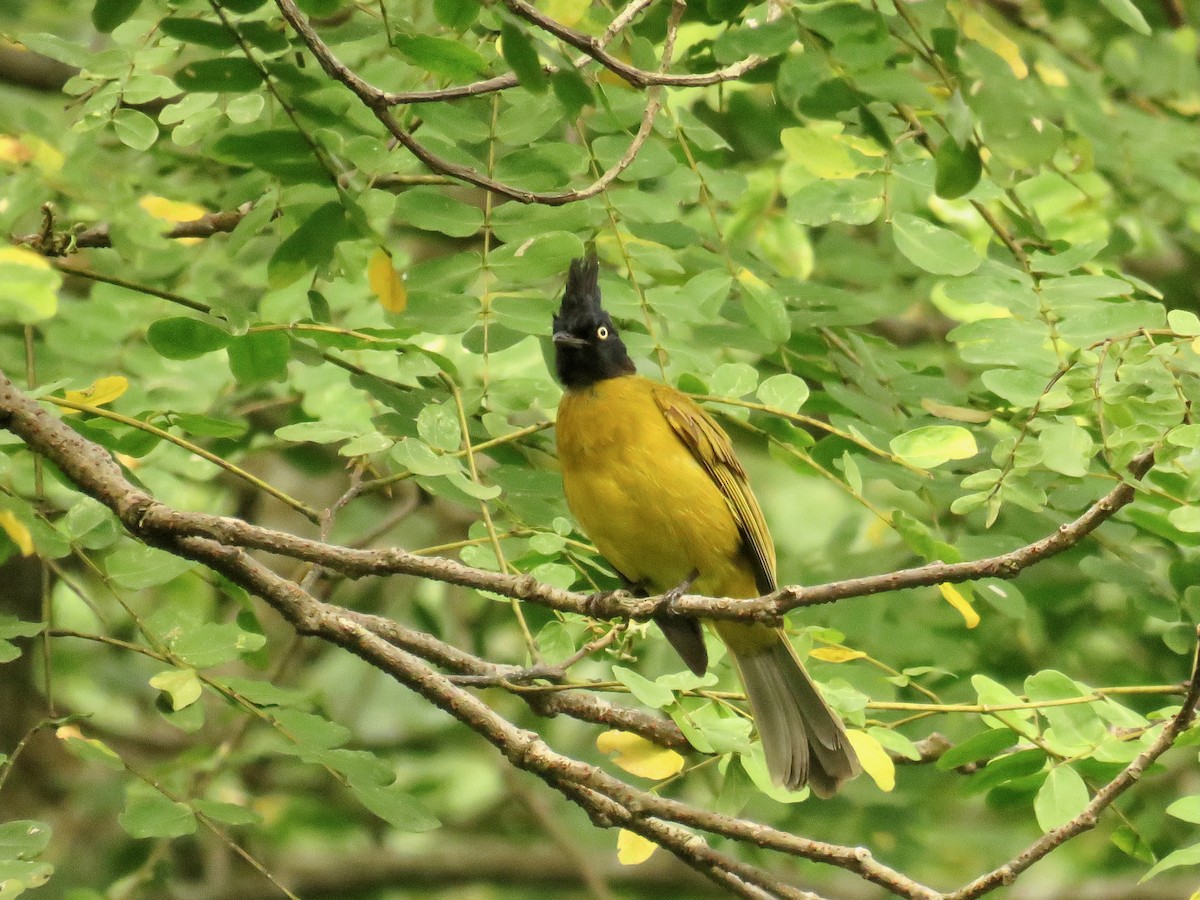 Black-crested Bulbul - ML639803957