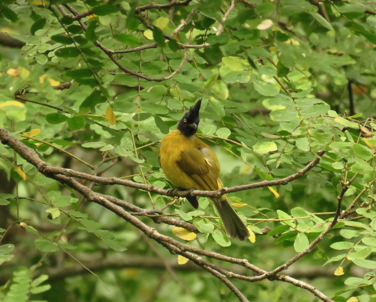 Black-crested Bulbul - ML639803958