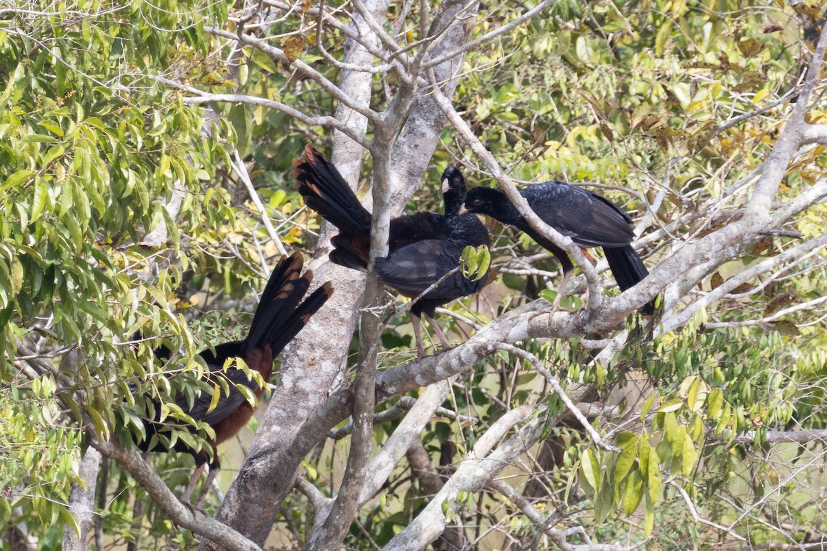 Crestless Curassow - ML639804058