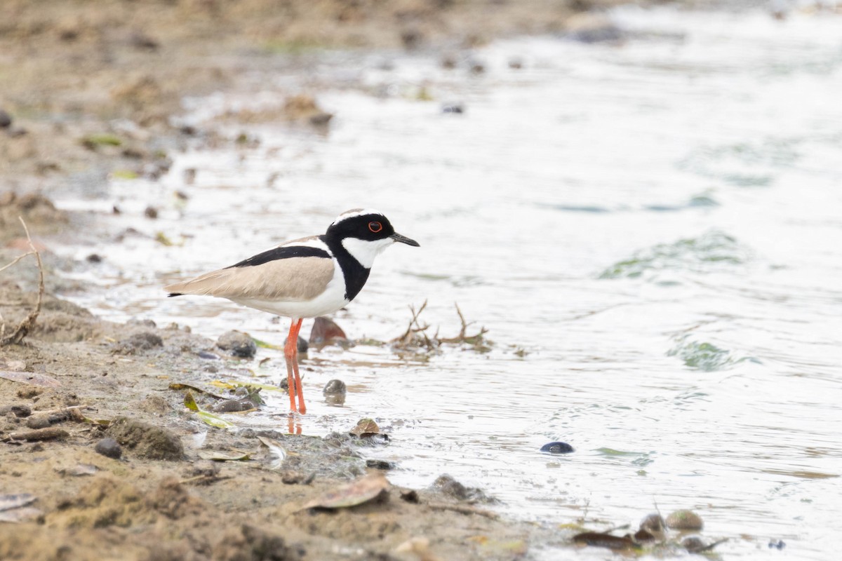 Pied Plover - ML639804060