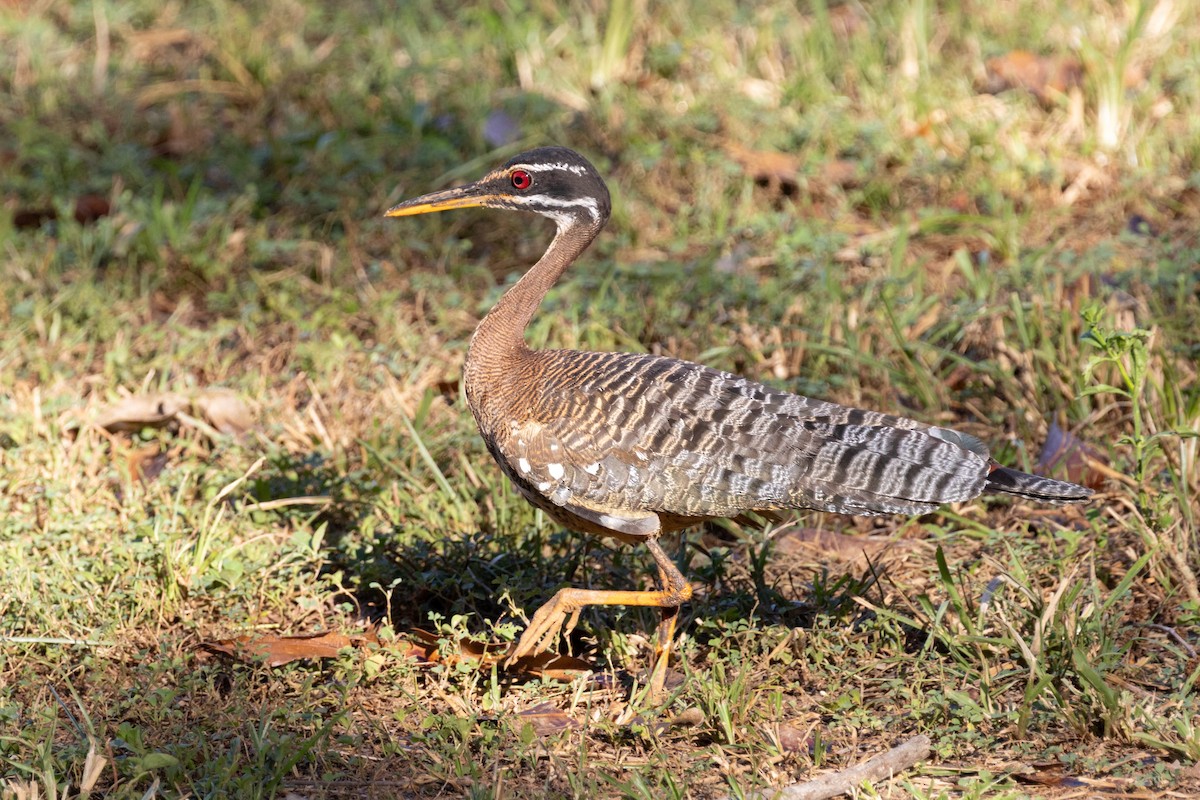 Sunbittern - ML639804062