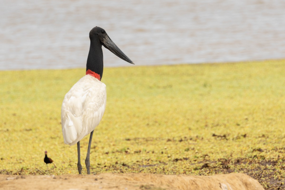 Jabiru - ML639804076