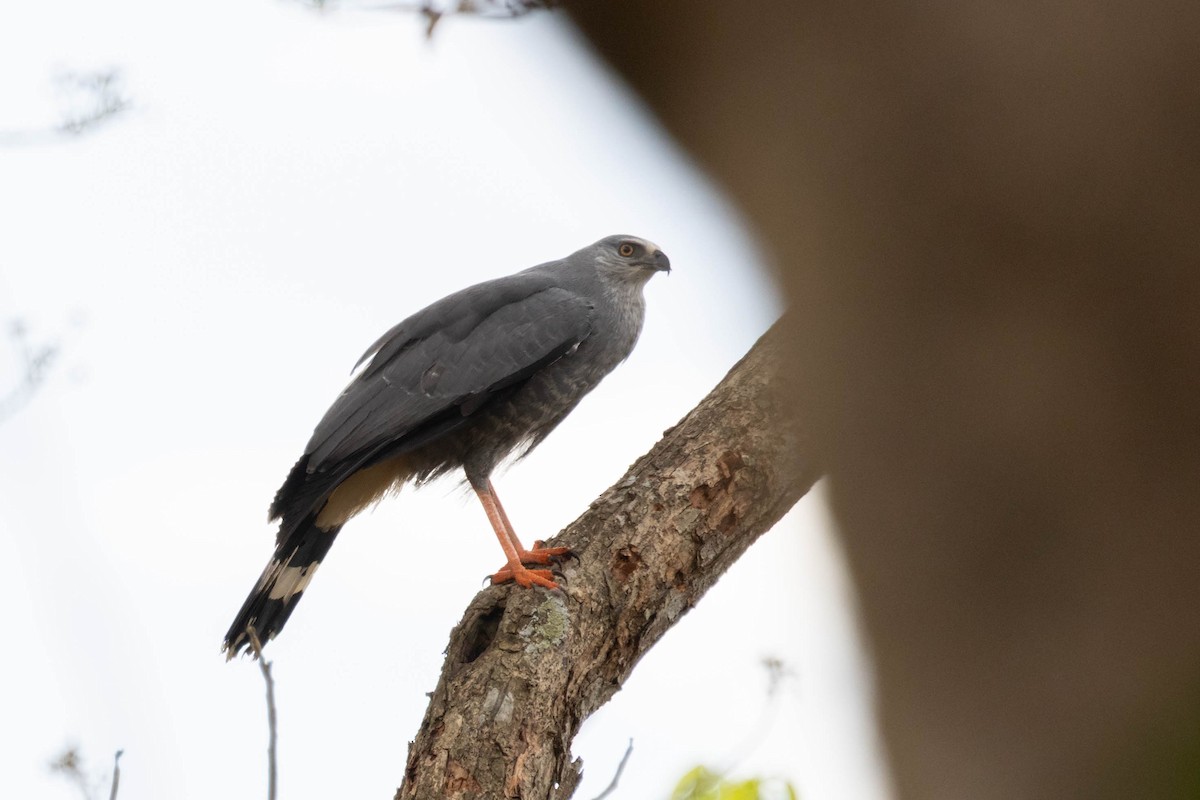 Crane Hawk - ML639804080