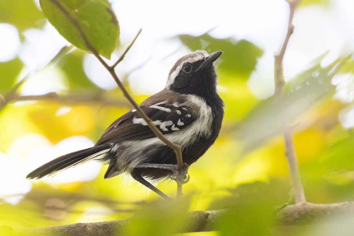 Southern White-fringed Antwren - ML639804084