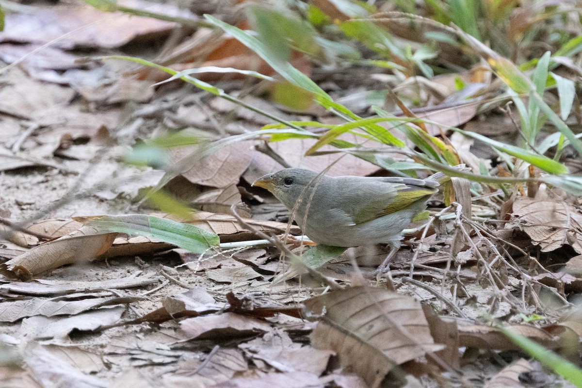 Orange-fronted Yellow-Finch - ML639804094