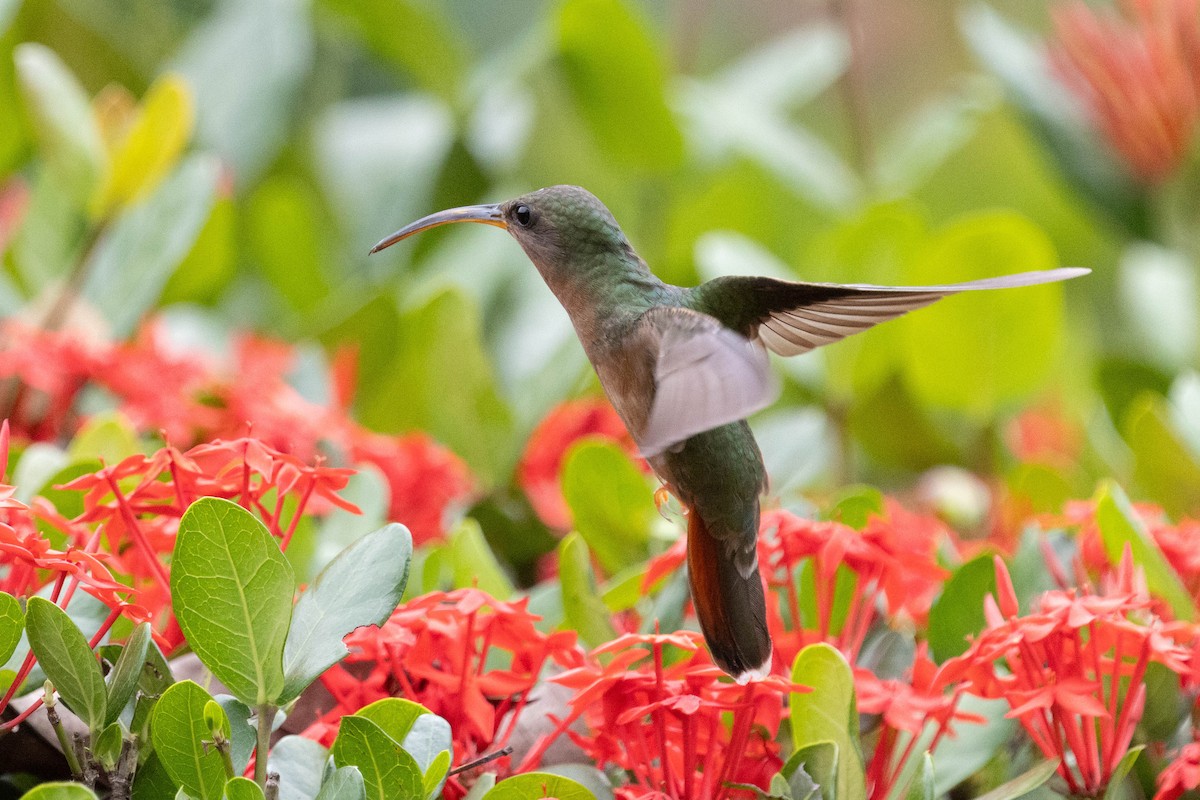 Rufous-breasted Hermit - ML639804101