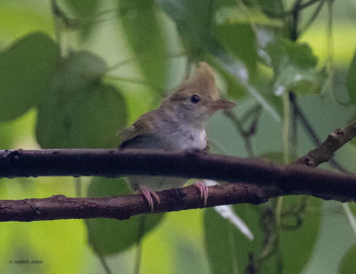 White-bellied Erpornis - ML639804131