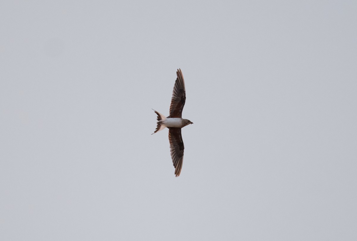 Collared Pratincole - ML639804232