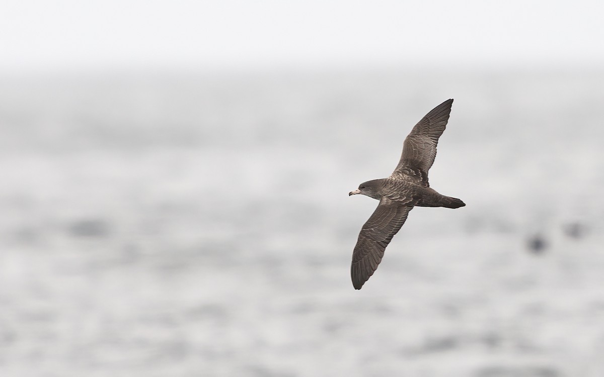 Pink-footed Shearwater - ML639804276