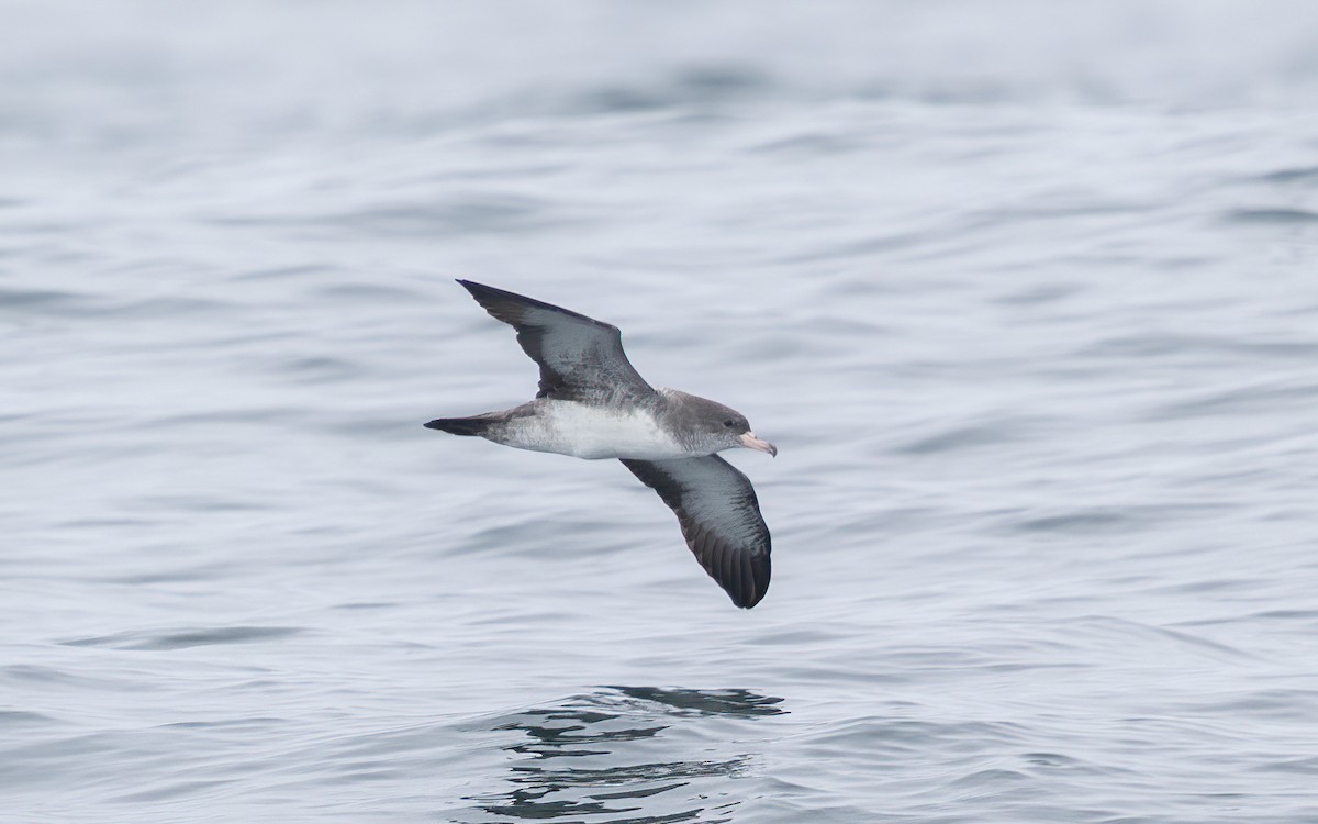 Pink-footed Shearwater - ML639804291