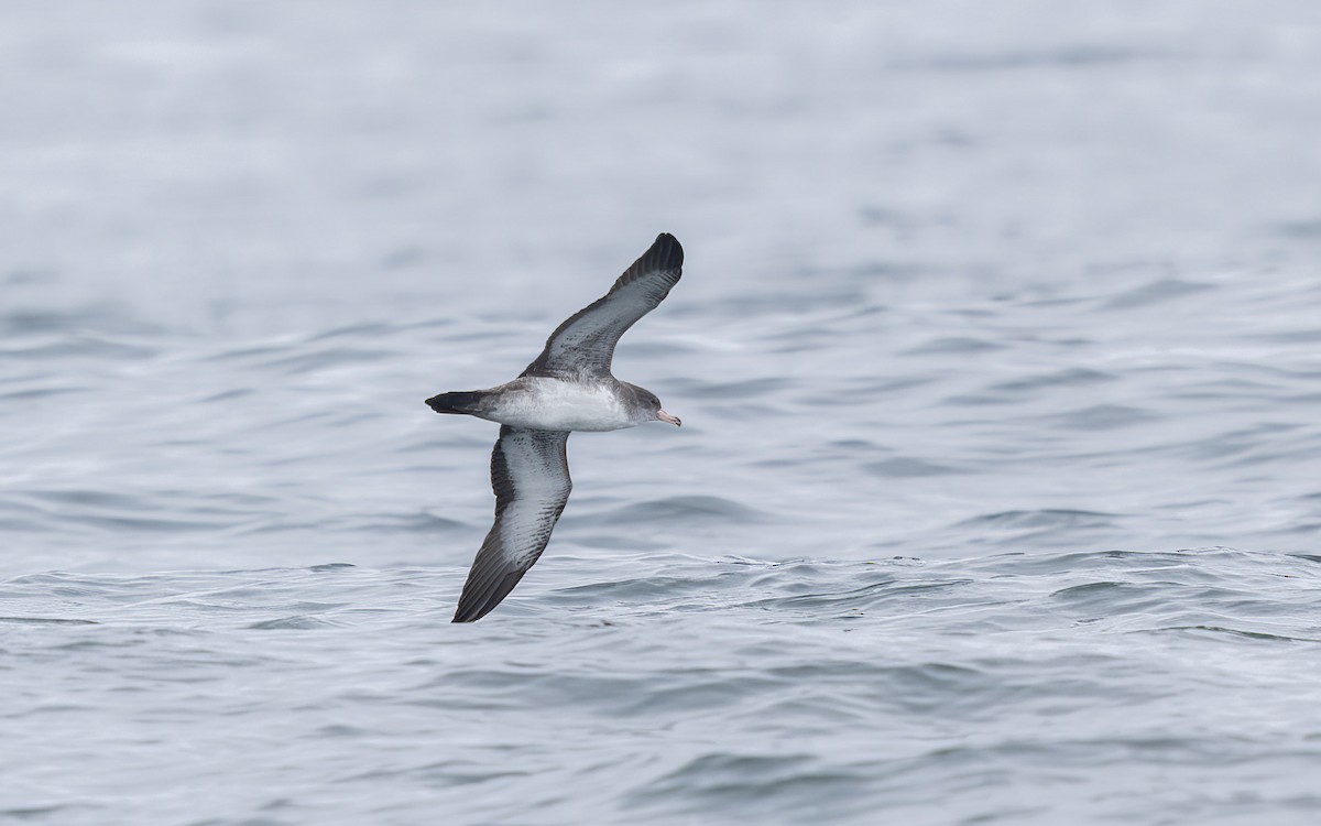 Pink-footed Shearwater - ML639804305