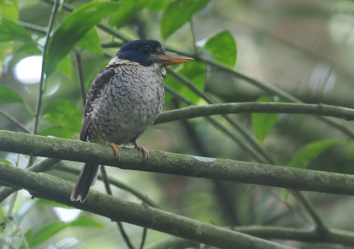 Scaly-breasted Kingfisher (Scaly-breasted) - ML639804333