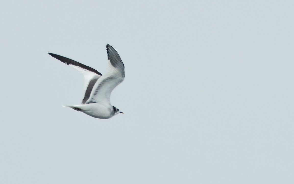 Sabine's Gull - ML639804347