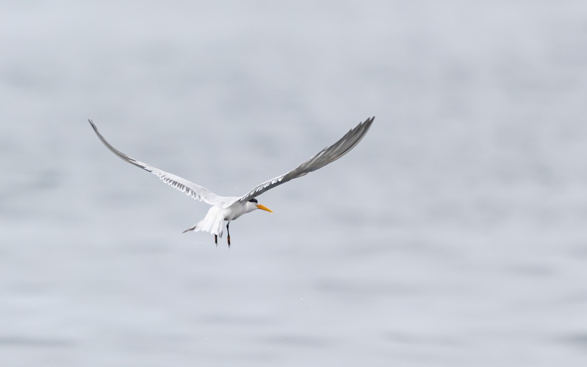 Elegant Tern - ML639804366
