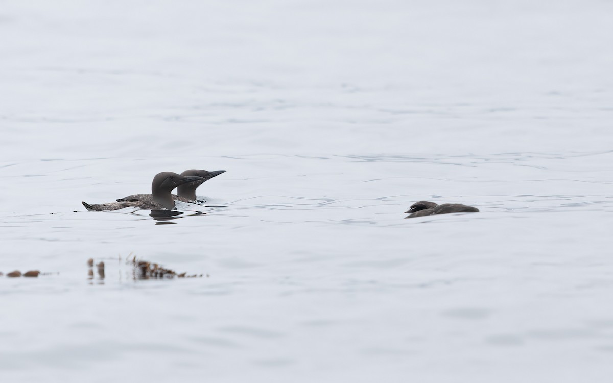 Common Murre - ML639804375