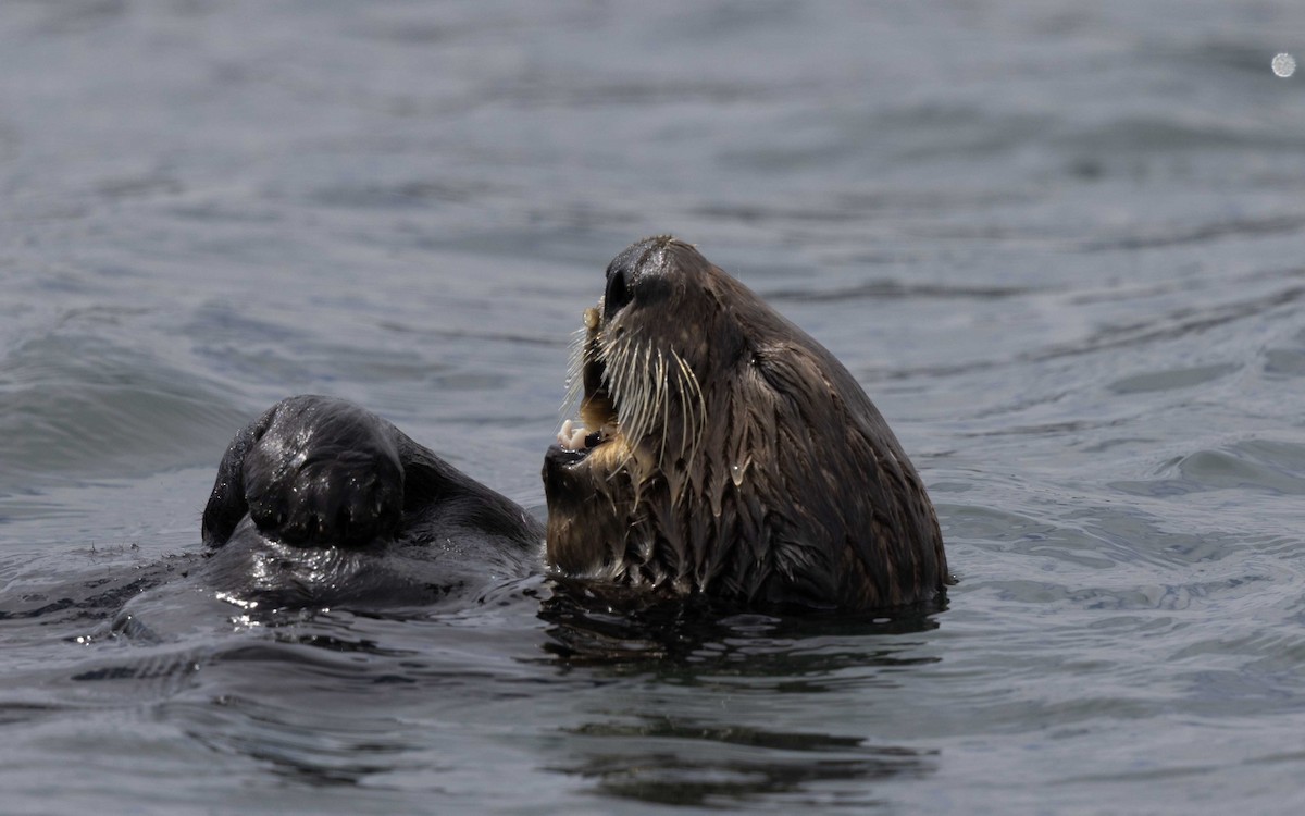Sea Otter - ML639804381