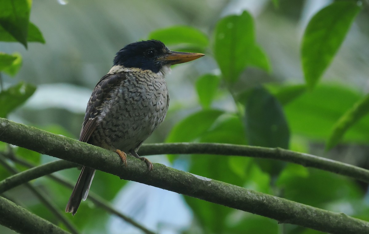 Scaly-breasted Kingfisher (Scaly-breasted) - ML639804402