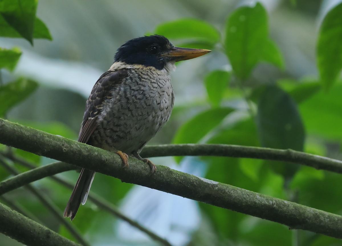 Scaly-breasted Kingfisher (Scaly-breasted) - ML639804407