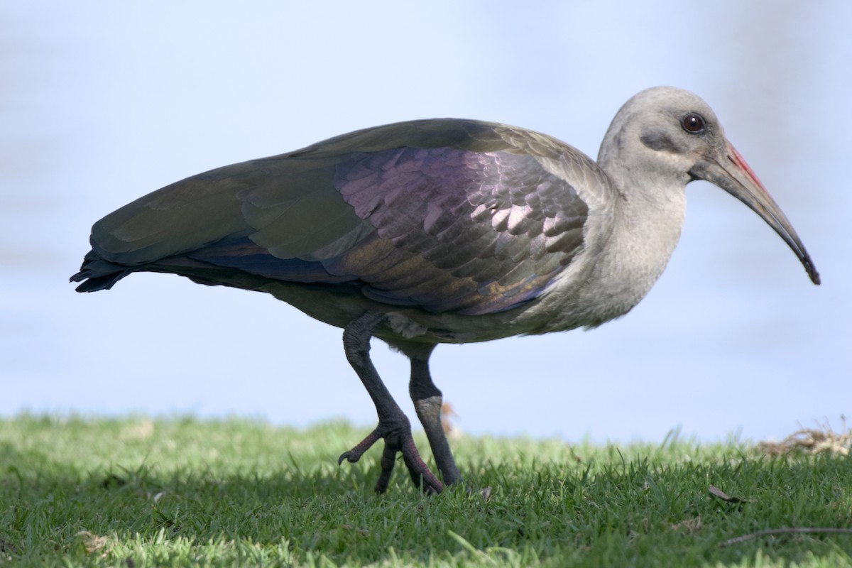 Ibis Hadada - ML639804412