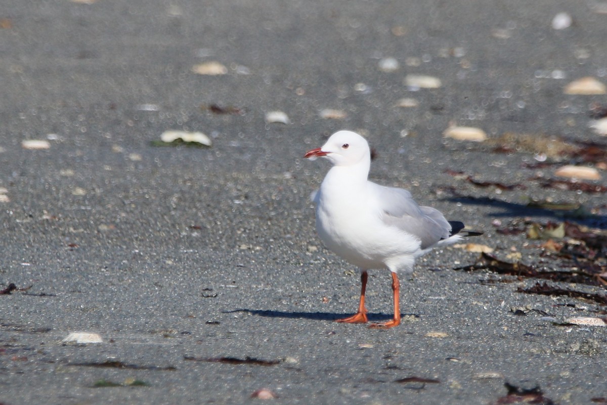 Gaviota Plateada Surafricana - ML639804455