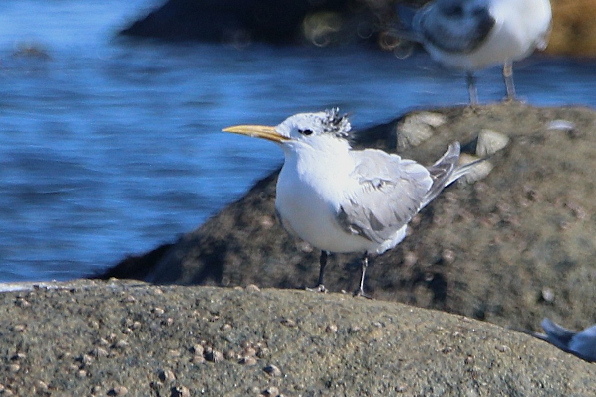 Great Crested Tern - ML639804470