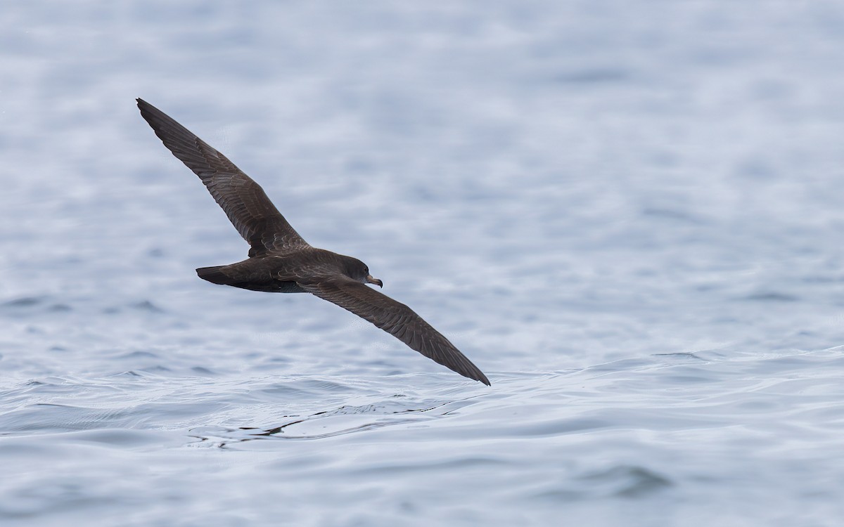 shearwater sp. - ML639804512