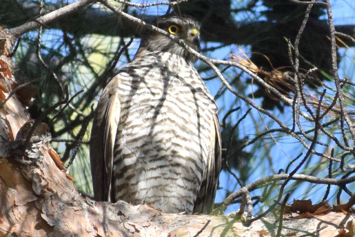 Eurasian Sparrowhawk - ML639804572