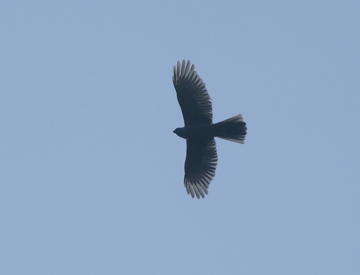 Moluccan Goshawk - ML639804597