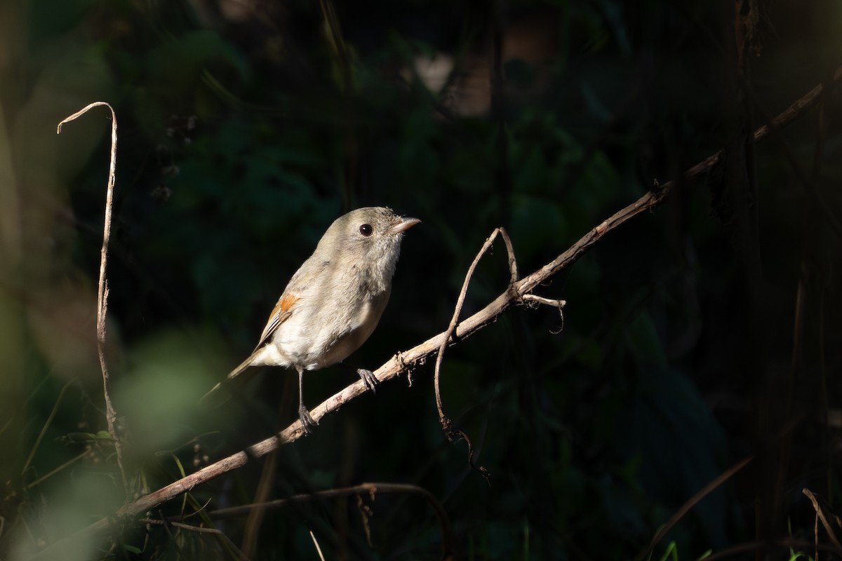 Golden Whistler - ML639804602