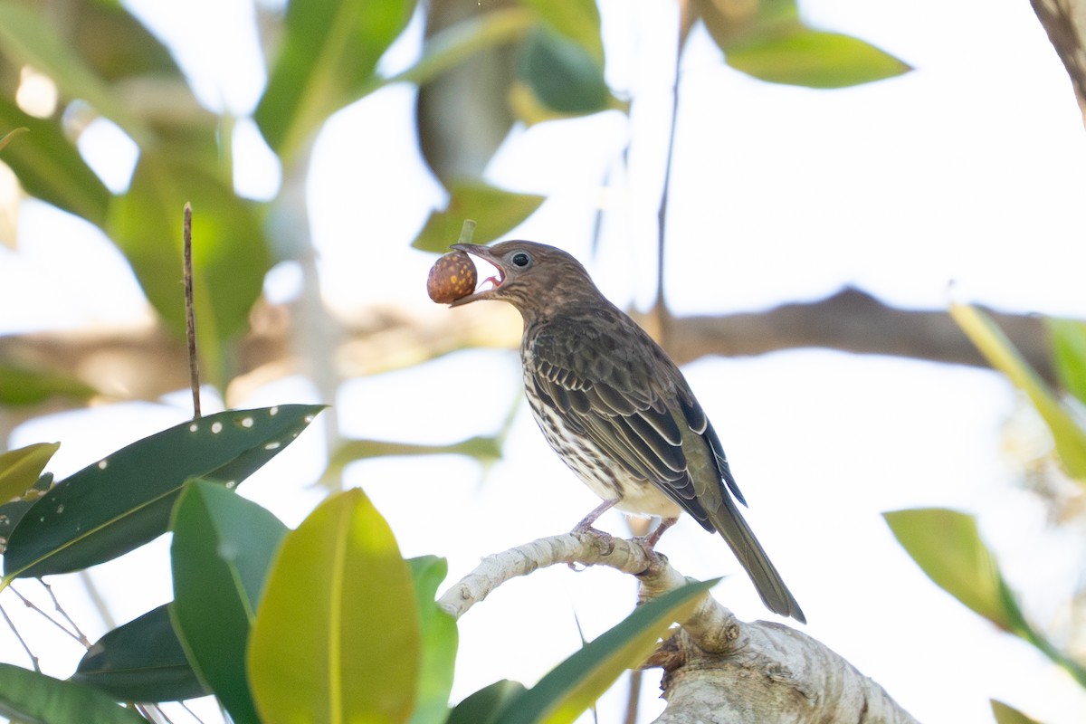Australasian Figbird - ML639804608