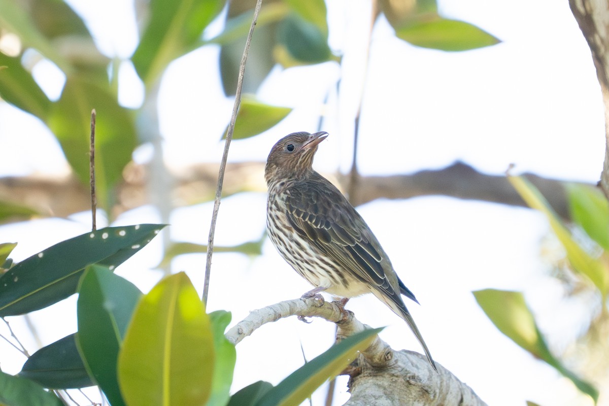 Australasian Figbird - ML639804609