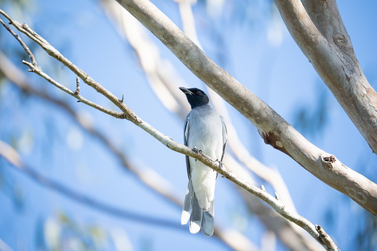 Black-faced Cuckooshrike - ML639804612