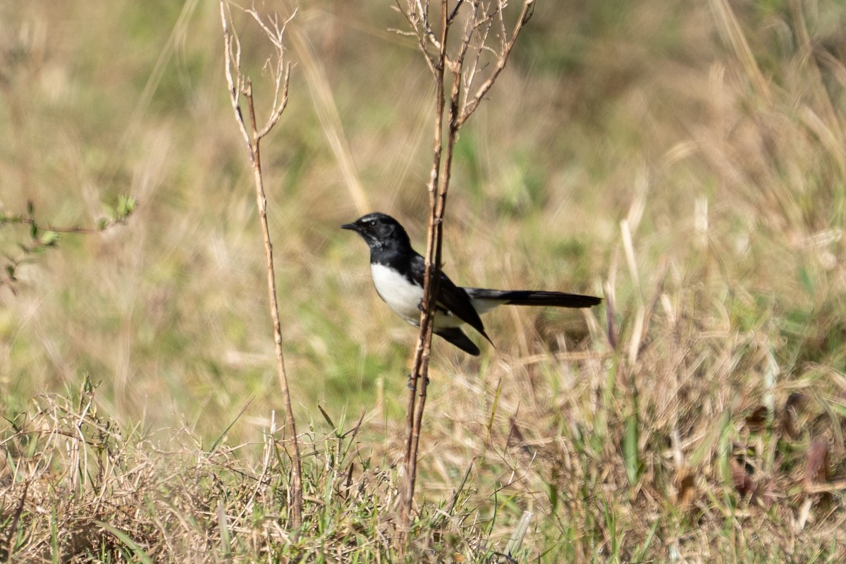 Willie-wagtail - ML639804618
