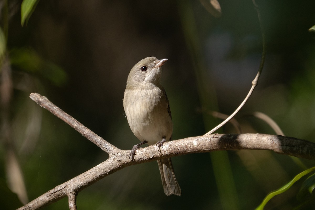 Golden Whistler - ML639804634