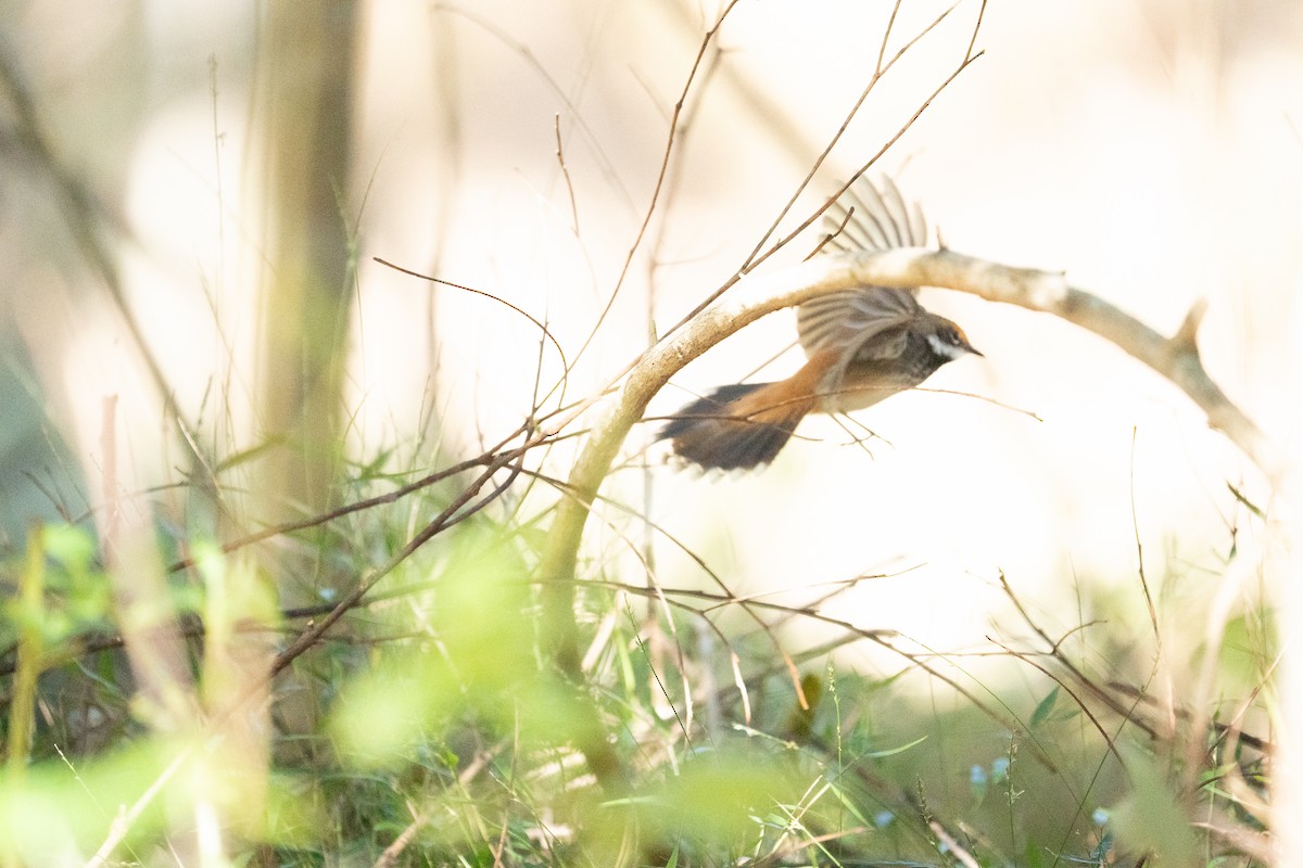 Australian Rufous Fantail - ML639804638